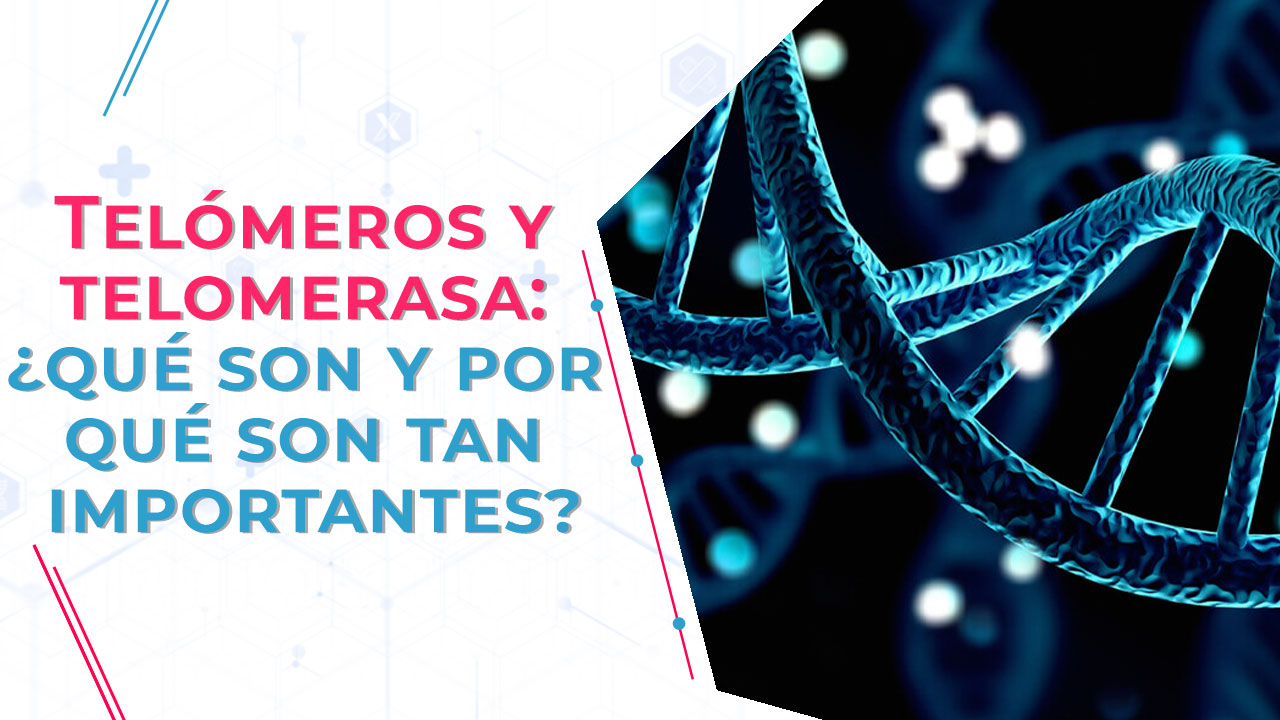 Las partes más importantes del ADN y de los cromosomas son los telómeros y la telomerasa, que, además, tienen un papel esencial en el envejecimiento. 