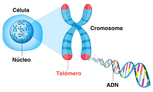 Los telómeros son estructuras distintivas que se encuentran en los extremos de los cromosomas.