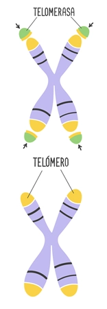 La telomerasa es la enzima responsable del mantenimiento de la longitud de los telómeros.