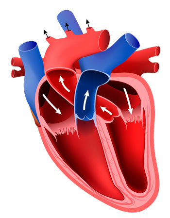 Partes del Corazón